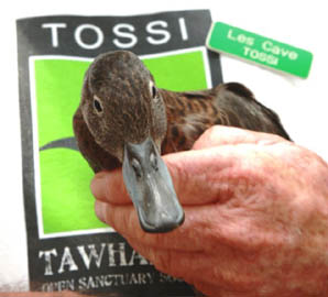 tossi