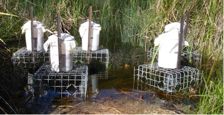 pateke-feeder-tuhua-or-travis